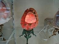 A lighted Shell Cameo